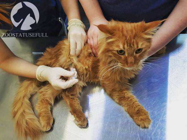 бешенство у домашних животных