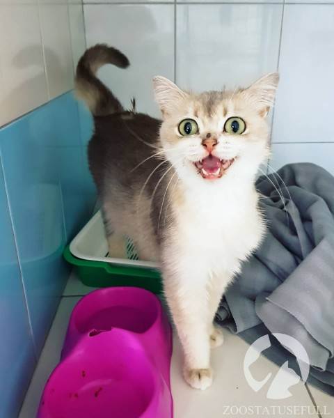 бешенство у домашних животных