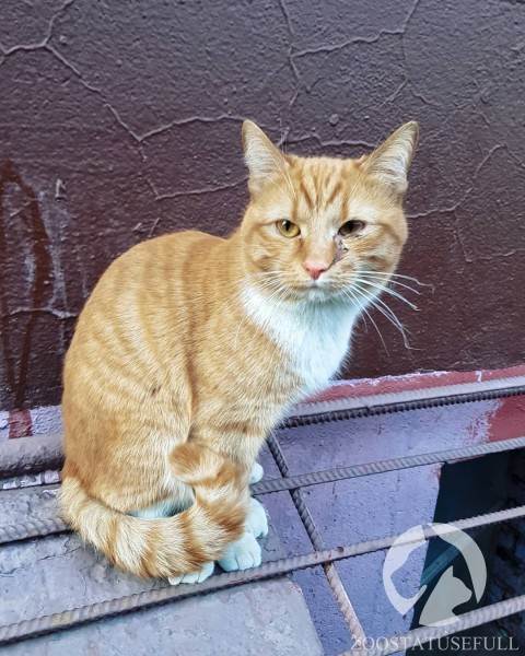 бешенство у домашних животных