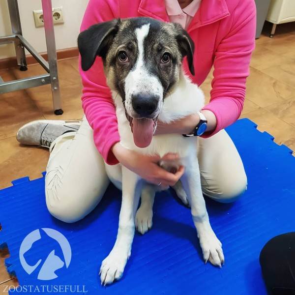 что делать если подобрали на улице щенка