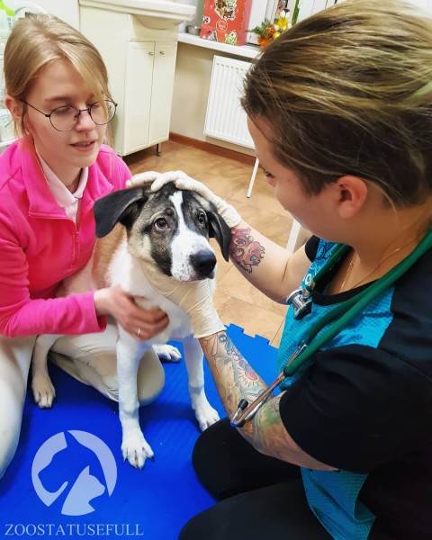 что делать если подобрали на улице щенка