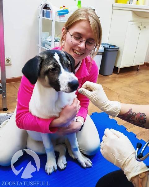 что делать если подобрали на улице щенка