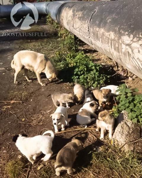 что делать если подобрали на улице щенка