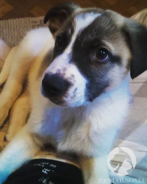 что делать если подобрали на улице щенка