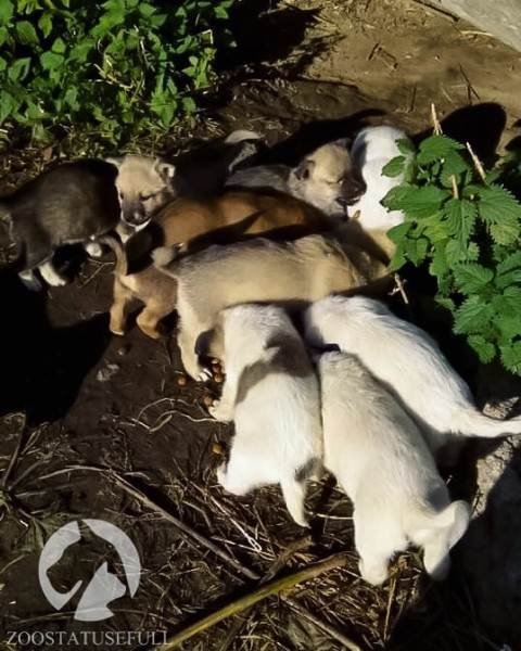 что делать если подобрали на улице щенка