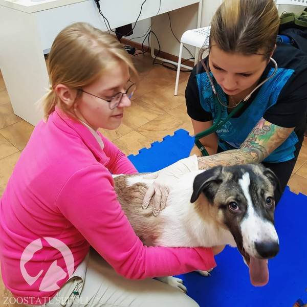 что делать если подобрали на улице щенка