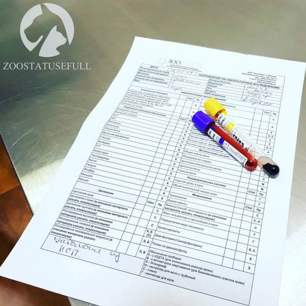 что делать если подобрали на улице щенка