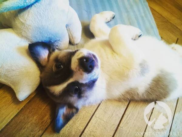 что делать если подобрали на улице щенка