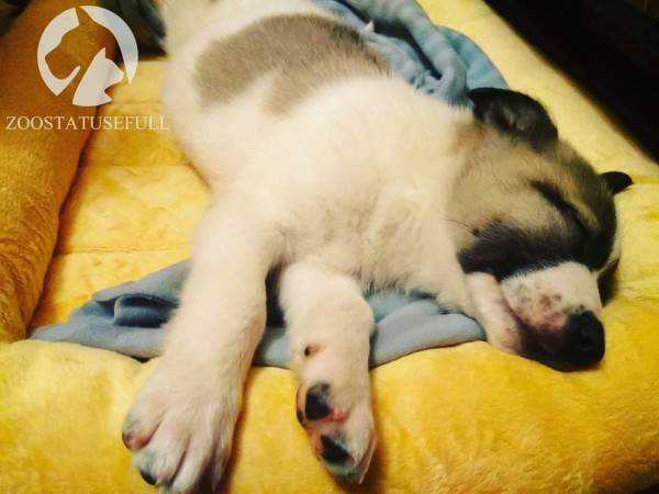 что делать если подобрали на улице щенка