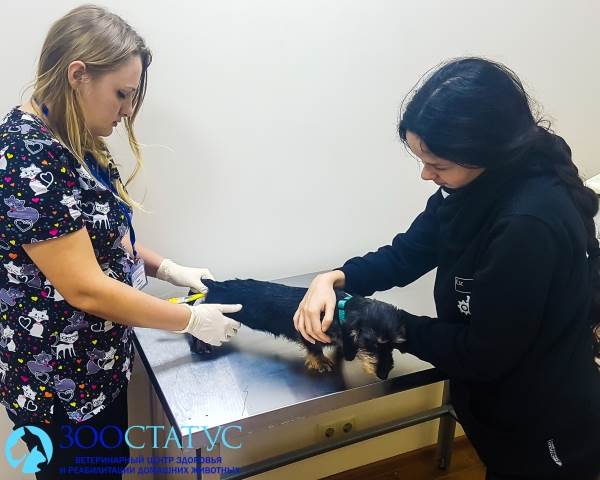 болезни печени у собак