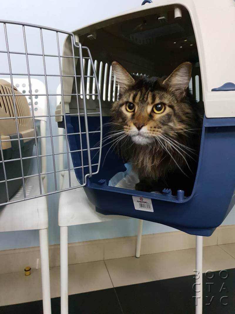 ветеринарный кардиолог для кошек и собак