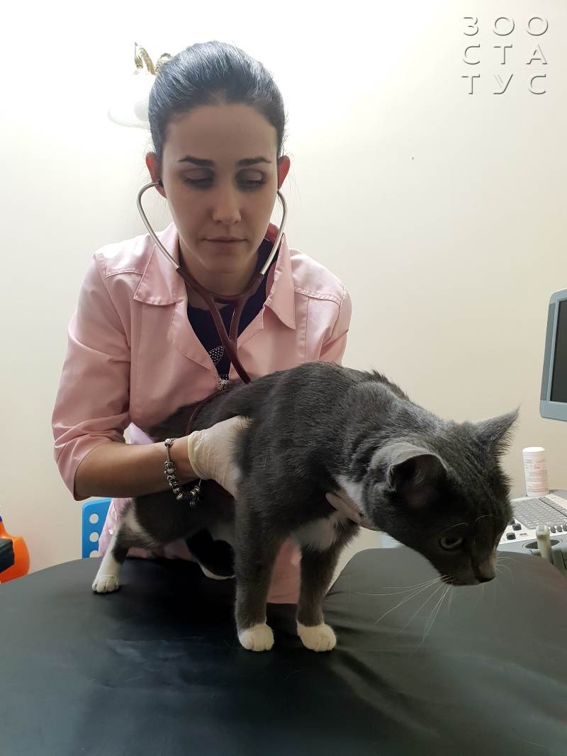 ветеринарный кардиолог для кошек и собак