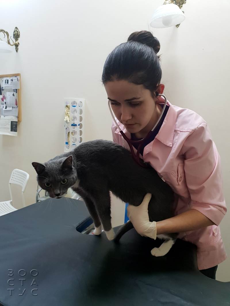 ветеринарный кардиолог для кошек и собак