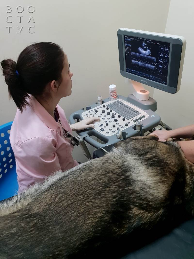 ветеринарный кардиолог для кошек и собак