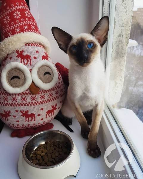 чем кормить кошку