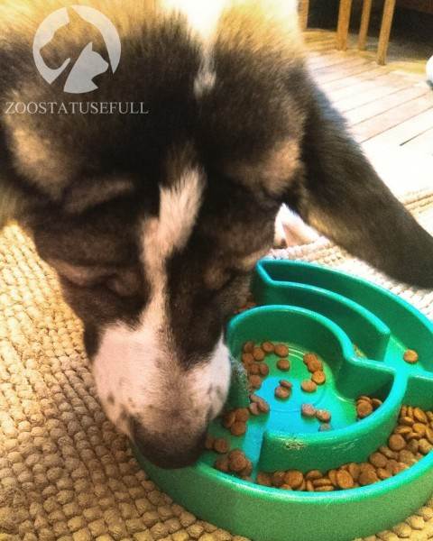 чем кормить кошку