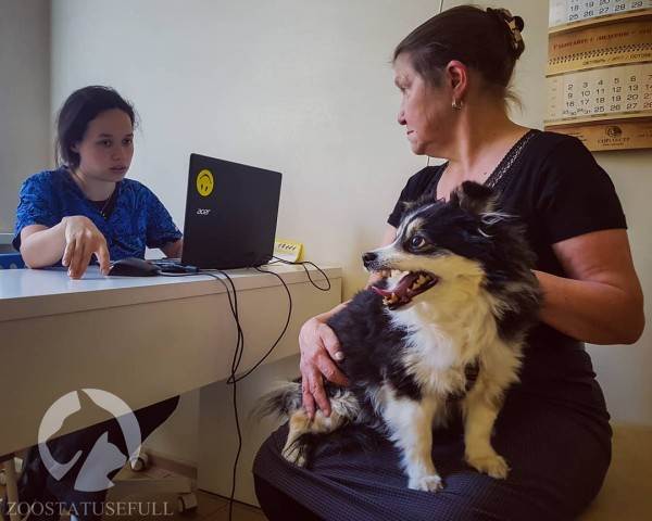 чем кормить кошку