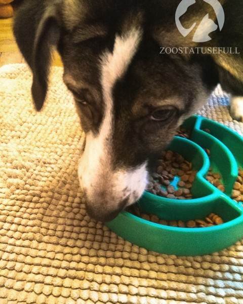 чем кормить кошку