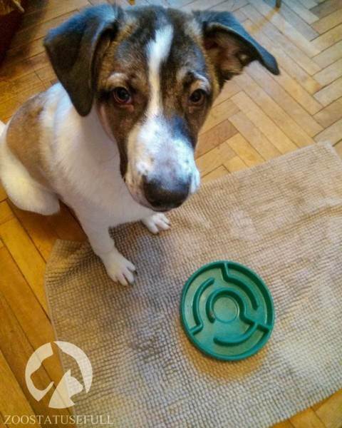 чем кормить кошку