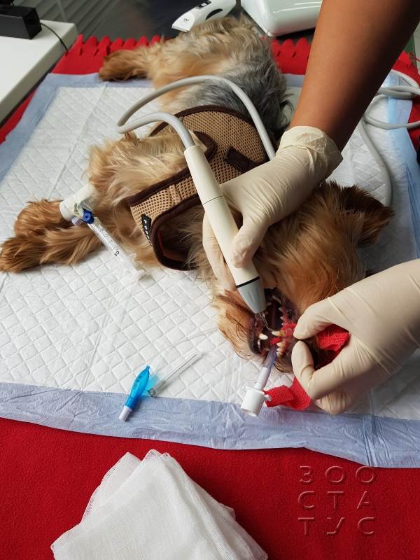 чистка зубов собаке ультразвуком