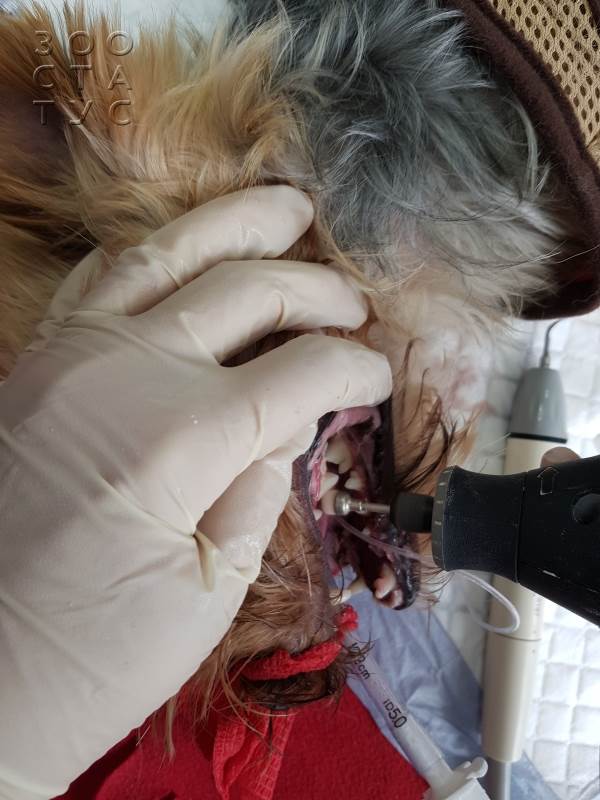 чистка зубов собаке ультразвуком