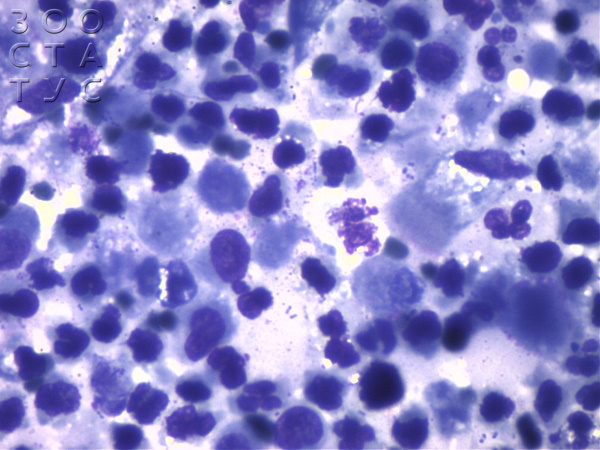 цитология у животных