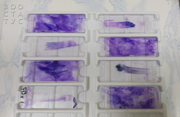 цитология у животных