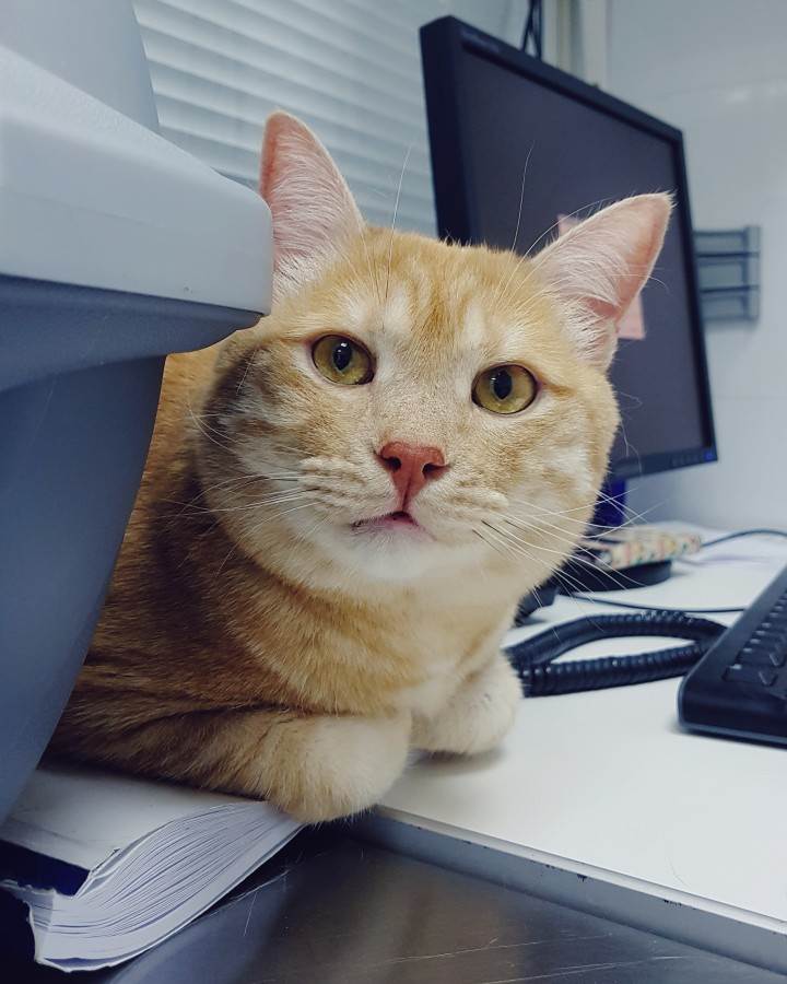 кот у диетолога