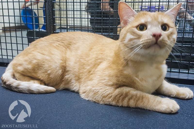 кот у диетолога