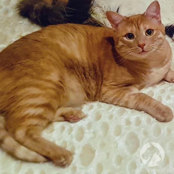 кот у диетолога