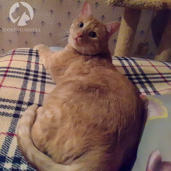 кот у диетолога