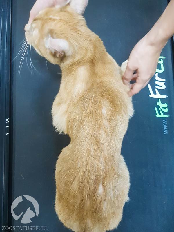 кот у диетолога