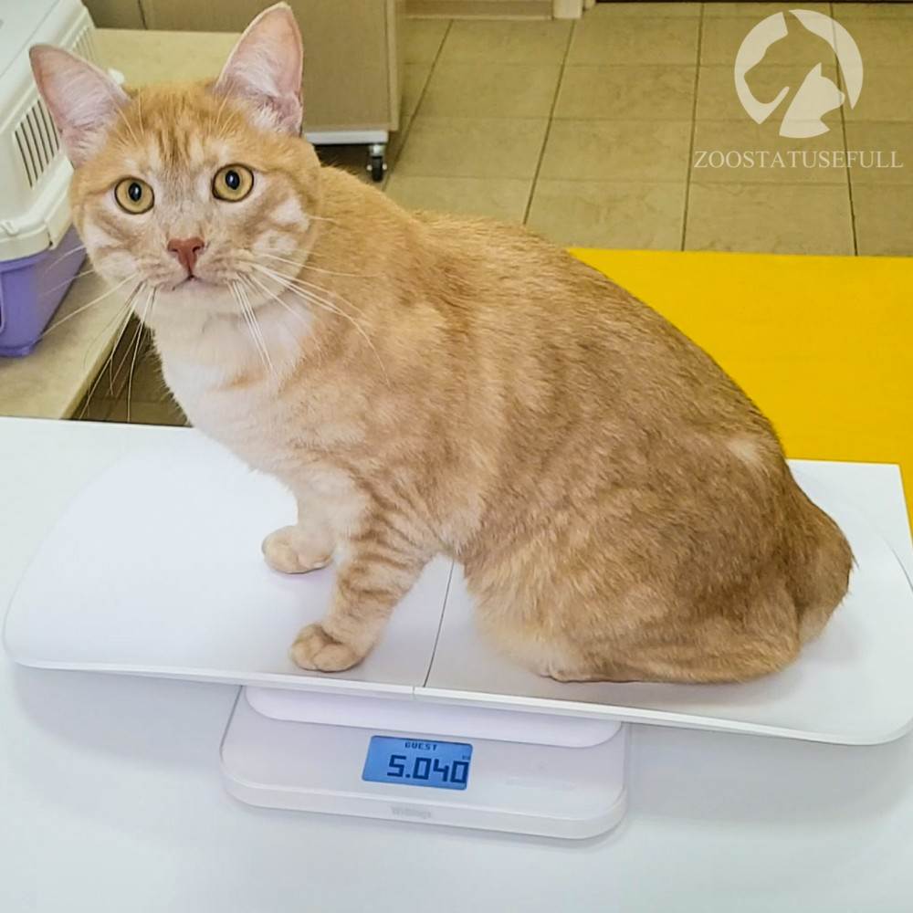 кот у диетолога