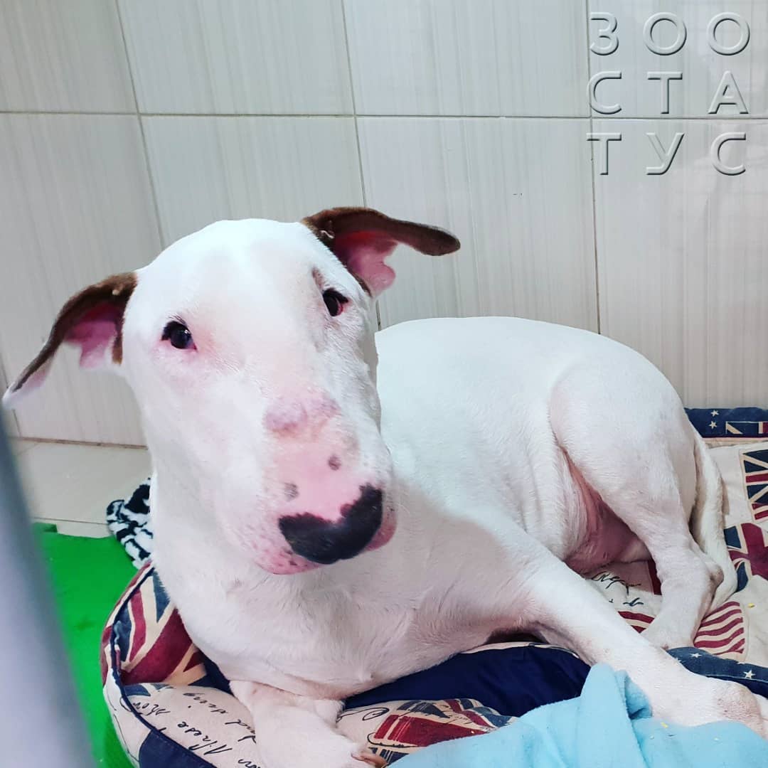 Диета для собак с МКБ струвиты Фото кормление собак с МКБ