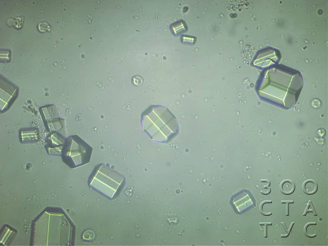 Диета для собак с МКБ струвиты Фото кормление собак с МКБ