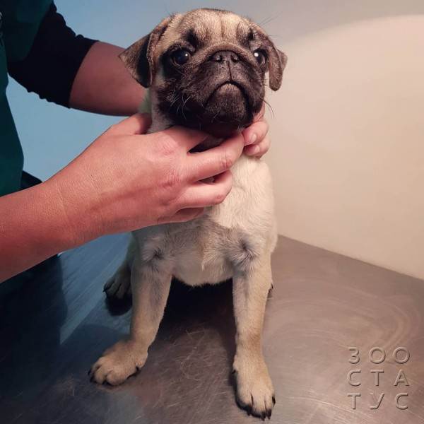 как работают гастро-корма