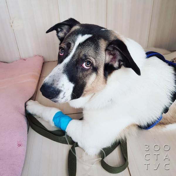 как работают гастро-корма