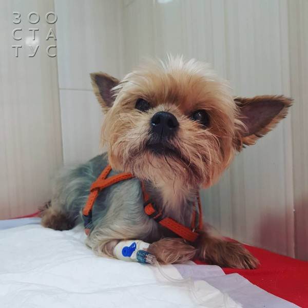 как работают гастро-корма