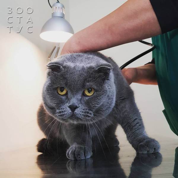 как работают гастро-корма