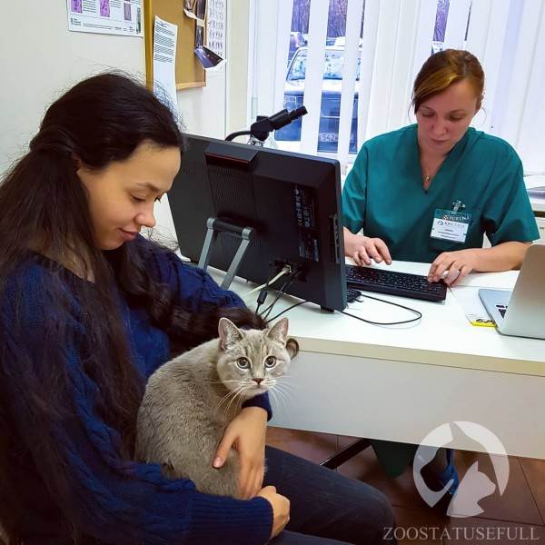 диспансеризация кошек и собак
