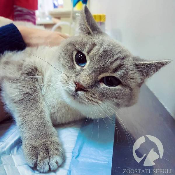 диспансеризация кошек и собак