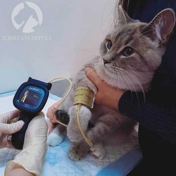 диспансеризация кошек и собак