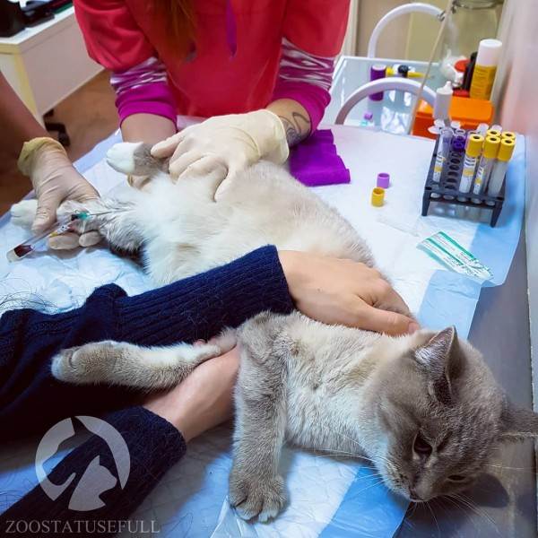 диспансеризация кошек и собак