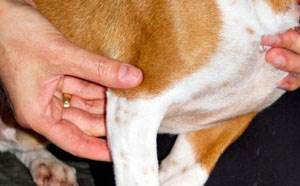 Дисплазия локтевого сустава у собак Фото