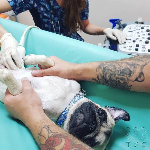 собака дрожит