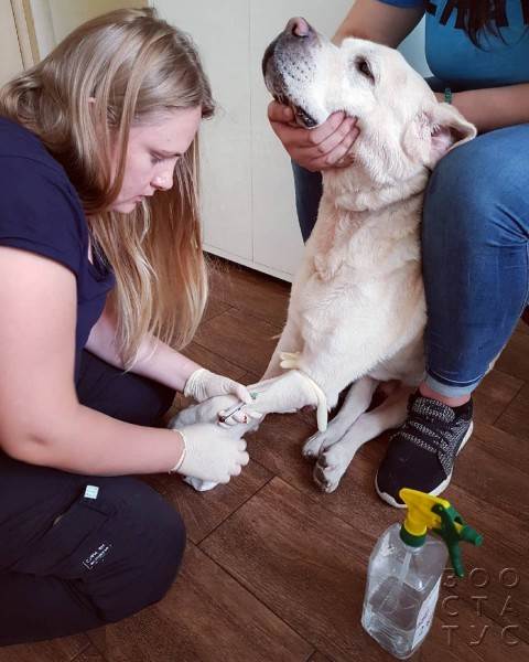 собака дрожит