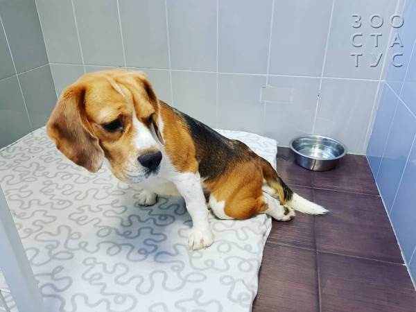 собака дрожит