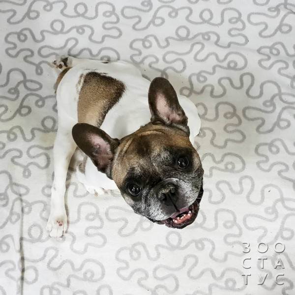 собака дрожит