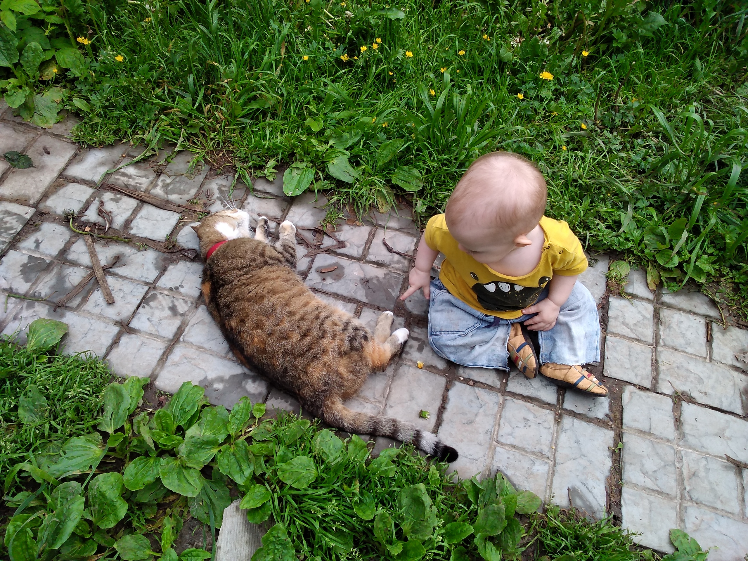 болезнь кошачьих царапин