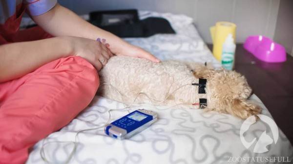 физическая реабилитация в ветеринарии